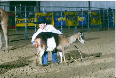 Denton Good goat tail untying at the 2009 Black Hills Little Britches Rodeo
