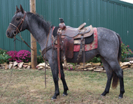 blue roan gelding