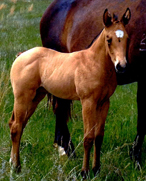 2016 filly out of AG Joes Last Watch and a Cowan Ranch stallion offered for sale by Goods Performance Horses