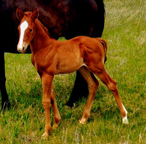 2016 sorrel stud colt out of AG Icy Lil and a Cowan Ranch stallion offerred for sale by Goods Performance Horses