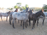 Yearling blue roan stud colt out of a Driftwood bred mare and Blue Okie Joe