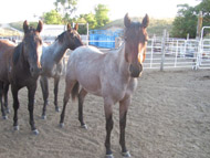 Yearling bay roan stud colt by Blue Okie Joe and a Sunfrost bred mare