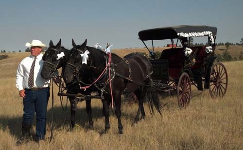 Two colts by Blue Okie Joe parade team and riding horses both, very versatile blood lines