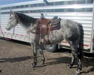 10 yr old gray steer wrestling gelding