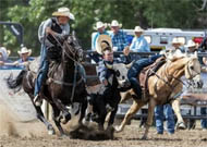 11 year old haze and head horse offered by Goods Performance Horses