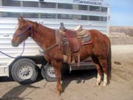 12 year old Bugs Alive in 75 bulldogging gelding