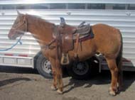 12 yr old dun steer wrestling gelding