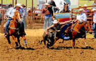 12 year sorrel gelding offered for sale by Goods Performance Horses