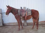 13 yo registered mare for sale by Good's Performance Horses