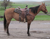 Mare offered for sale by Goods Performance Horses