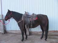 Mature gelding for sale by Good's Performance Horses