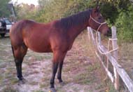 17 year old haze and dogging horse offered by Goods performance horses