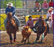 19 yr old bulldogging gelding for sale
