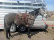 8 yr old gray steer wrestling gelding