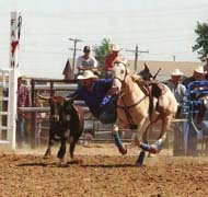 11 year old Sunfnrost bred bulldogging gelding offered for sale by Goods Performance Horses