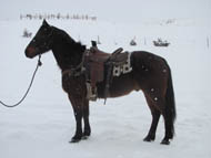 Bomber, 20 year old bulldogging gelding offered for sale by Good's Performance Horses