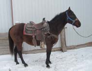 12 to 14 year old grade haze horse offered for sale by Goods Performance Horses