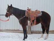 14 year old bull dogging mare offered for sale by Goods Performance Horses