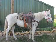 Gray gelding offered for sale by Good's Performance Horses