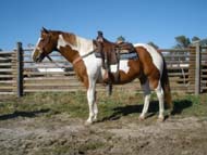 "Kirby" for sale by Goods Performance Horses