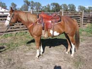 9 year old paint gelding for sale at Goods Performance Horses