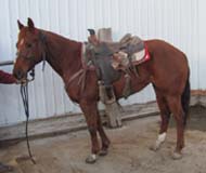 14 year old dogging horse offered for sale by Goods Performance Horses