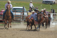 19 year old bay gelding bull dogging horse