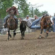 20 yr old bulldogging gelding. Sound, solid offered for sale by Goods Performance Horses