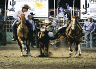 "Ringo" 15 year old Steer Wrestling gelding offered for sale by Goods Performance Horses