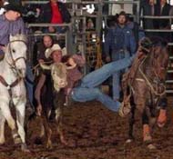 14 yr old bulldogging gelding