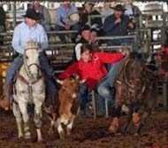 14 yr old bulldogging gelding
