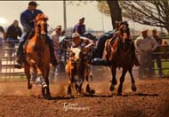 14 yr old bulldogging gelding