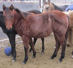 2015 bay filly by Blue Okie Joe out of a Frenchman's Guy- Streakin Six- Boon Dox John- Caseys Charm mare