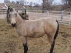 2015 buckskin filly for sale. By Blue Okie Joe out of a Frenchman's Guy- Streakin Six- Firewater Flit- Merridoc bred mare