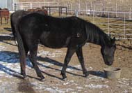 2 yo gray gelding offered for sale by Good's Performance Horses