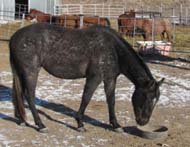 2 yo gray gelding offered for sale by Good's Performance Horses