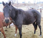 Coming 3 year old gelding by Blue Okie Joe out of a daughter of Streak of Fling and a Lady Bugs Moon- Tiny Watch bred mare