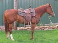 Johnny offered for sale by Good's Performance Horses