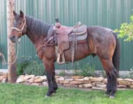 Roany offered for sale by Good's Performance Horses
