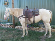 "BLISTER" offered for sale by Good's Performance Horses