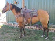 "BOOGER" offered for sale by Good's Performance Horses