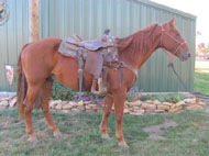 "LEO" offered for sale by Good's Performance Horses