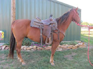 "TAB" offered for sale by Good's Performance Horses