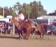 Solid 19 yr old bulldogging gelding offered for sale by Goods Performance Horses